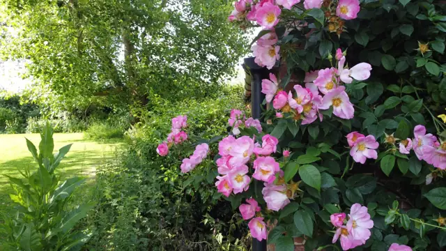Pink roses in the gardens