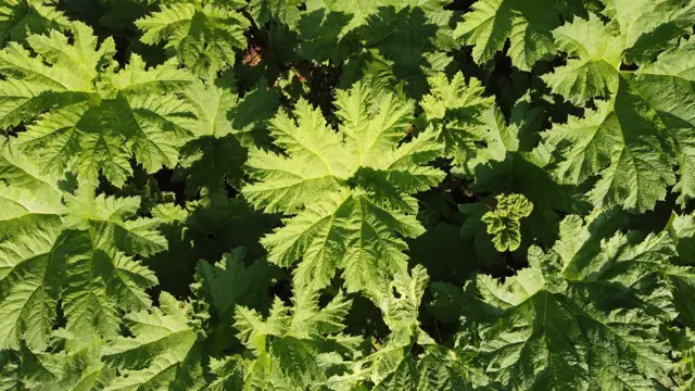 Giant gunnera leaves in the gardens