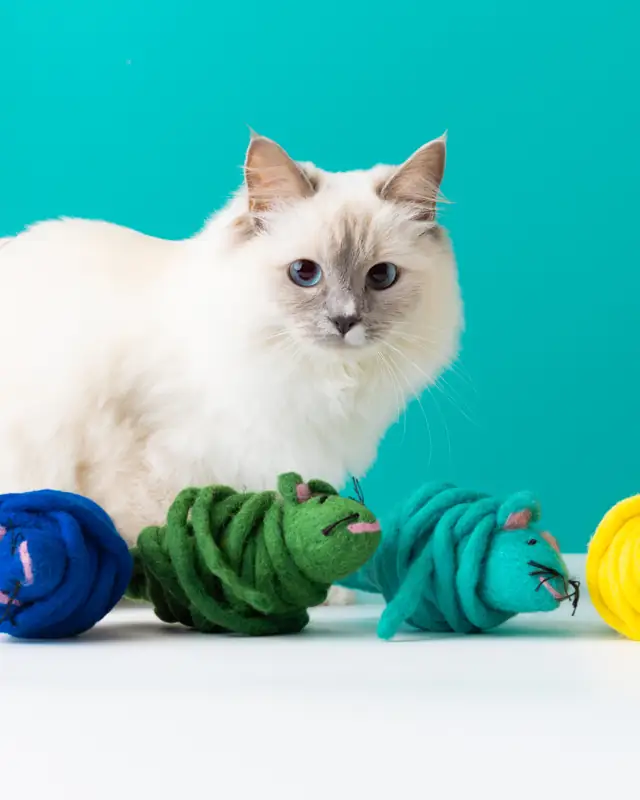 A cat with felted wool mouse toys