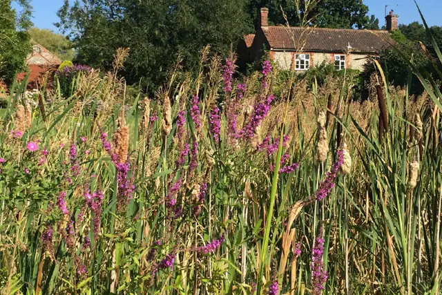 Summer meadow in North Norfolk